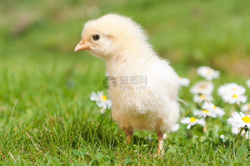 复活节小妞乐趣村庄孩子公鸡婴儿居住母鸡小鸡图片