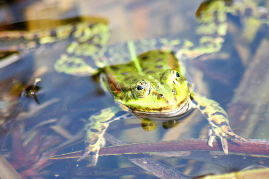 绿水青蛙水蛙绿色国王困境青蛙池动物眼睛图片