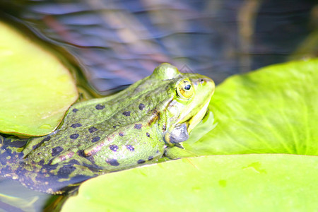 绿水青蛙青蛙池绿色两栖动物眼睛国王困境水蛙动物背景图片