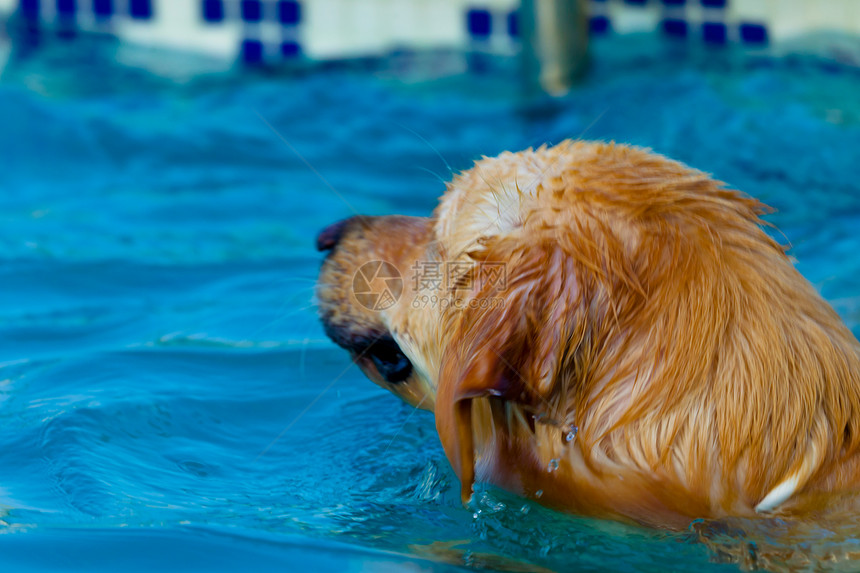 黄金回金游泳朋友冒充猎犬眼睛爪子伴侣耳朵哺乳动物微笑小狗图片