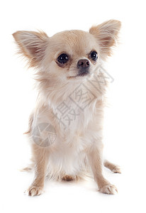 吉瓦华人犬类棕色小狗白色工作室动物宠物伴侣背景图片