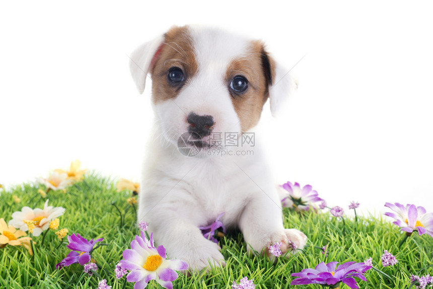 小小狗 胡萝卜动物小狗白色宠物棕色婴儿雏菊猎狗工作室犬类图片