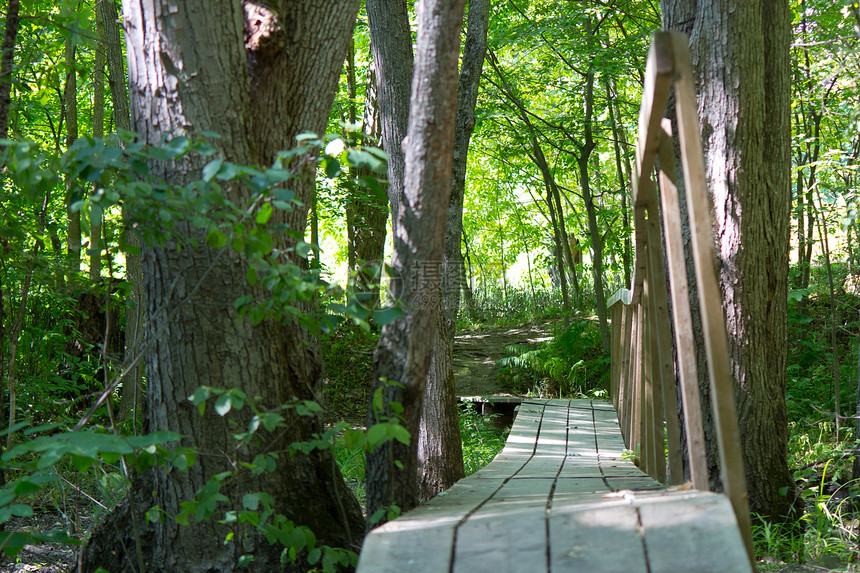 木林桥在森林的徒步小径上季节公园林业植物小路生长分支机构阳光荒野农村图片