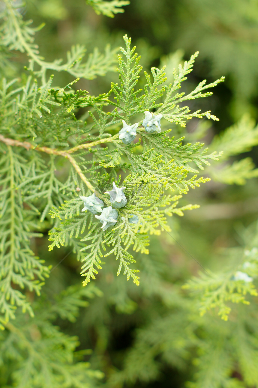 结盘植物环境鳞片状衬套柏科公园植物学绿色花园森林图片