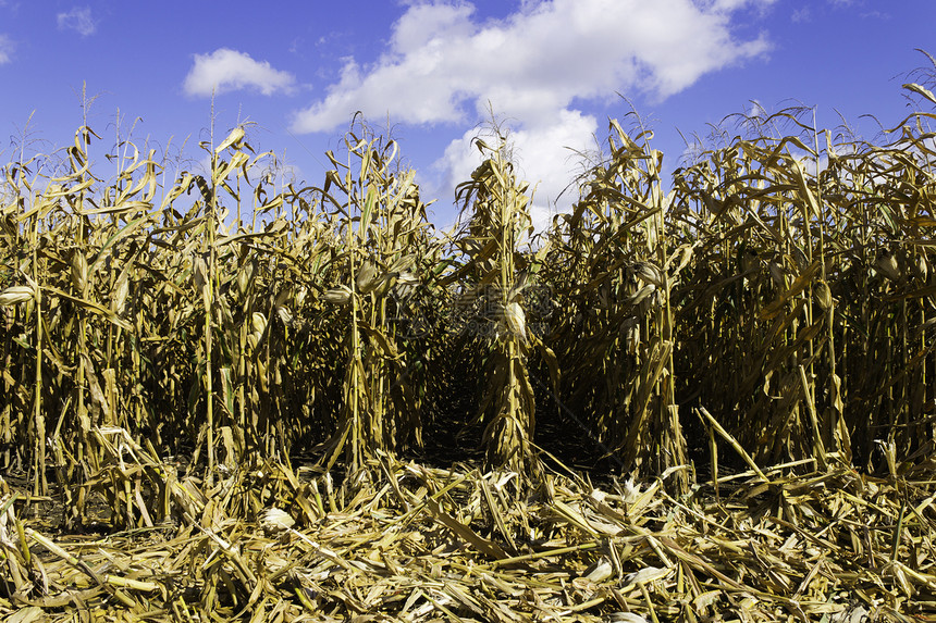 收获季节秋天的玉米田阳光环境生长收成食物蓝天谷物农场植物黄色图片