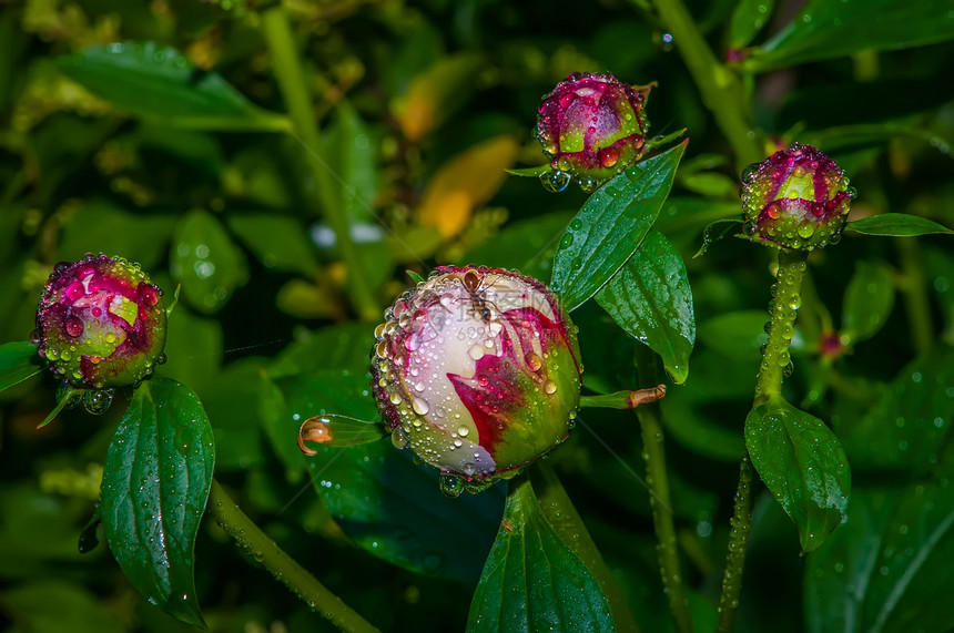 有雨滴的小马牡丹植物芍药粉色图片