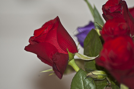 红玫瑰花朵礼物红色背景图片