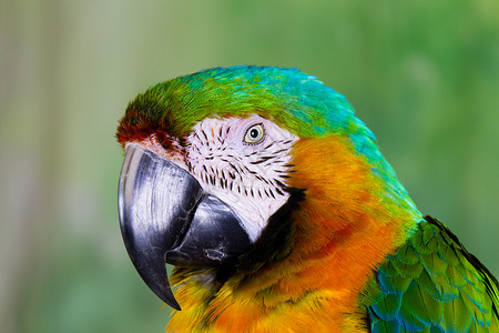 鸮形目Macaw 鹦鹉金刚鹦鹉宠物动物园生物鹦形目脊椎动物濒危物种异国羽毛背景