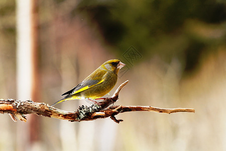 卡迪埃利氯 格伦芬克绿色鸟类黄色高清图片