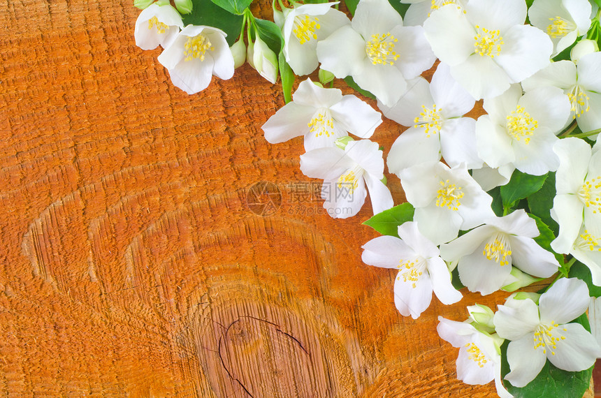 茉翠茉莉花艺术风格白色枝条植物木头园艺别墅小屋图片