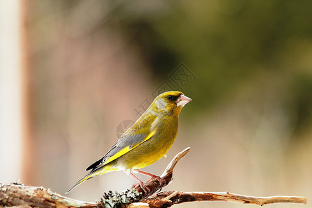 卡迪埃利氯 格伦芬克黄色鸟类绿色高清图片