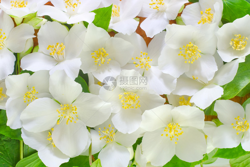 茉翠白色艺术风格植物边界茉莉花小屋香气角落枝条图片