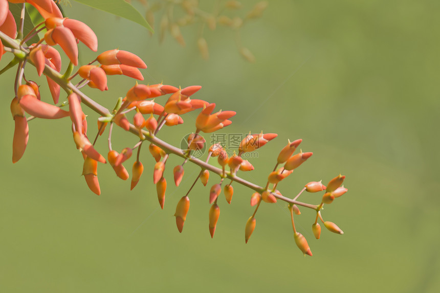 Erythrina 燃烧器刺桐热带红色材料植物花朵绿色环境灌木花园图片