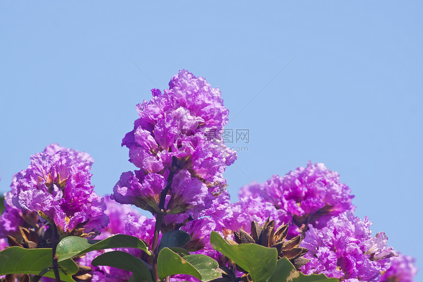 草花花红色材料热带树木植物花朵环保花园环境图片