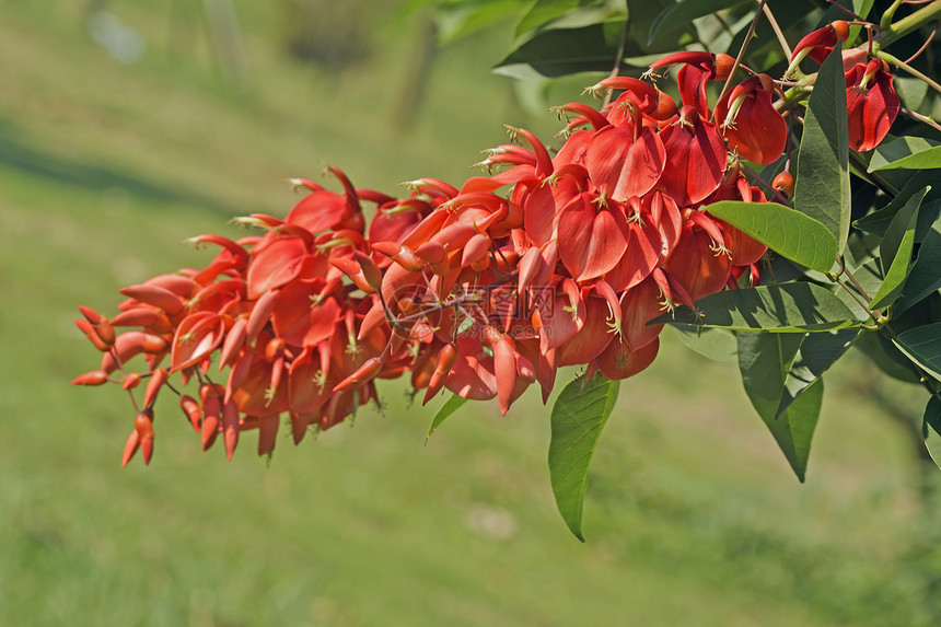 Erythrina 燃烧器灌木花园植物公园红色花朵材料环境刺桐热带图片