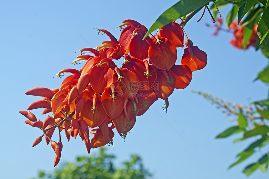 Erythrina 燃烧器公园灌木热带材料绿色环境红色刺桐花朵花园图片