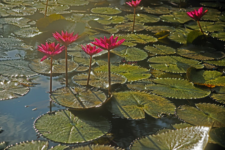 水百里花园花朵池塘红色水生植物白色紫色背景图片
