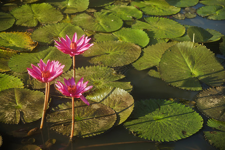 水百里水生植物白色红色花园紫色池塘花朵背景图片