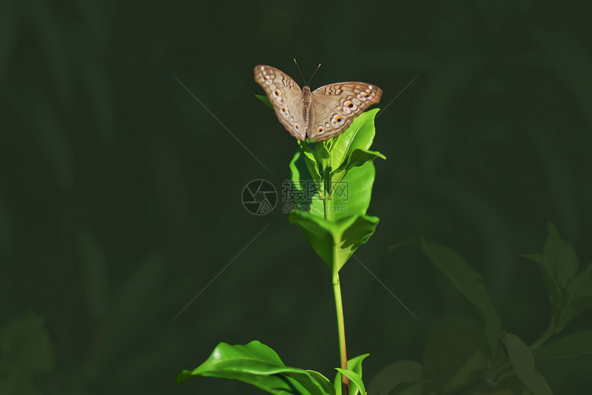 蝴蝶环境绿色植物生态棕色多样性生物昆虫环保图片