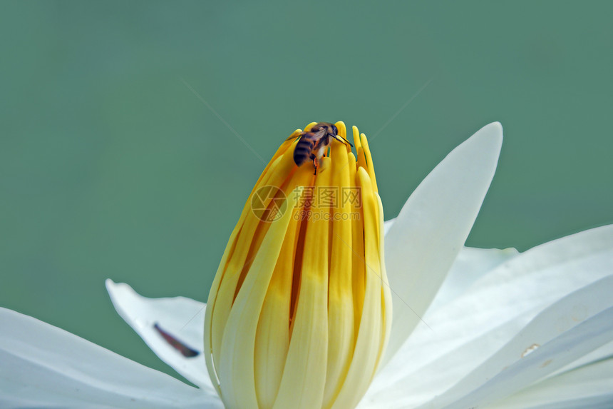 水百里花朵花园红色池塘紫色白色水生植物图片