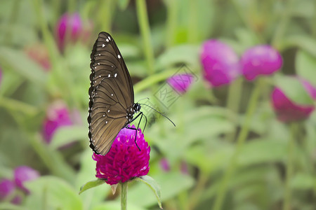 蝴蝶植物环保环境生态生物棕色昆虫多样性绿色背景图片