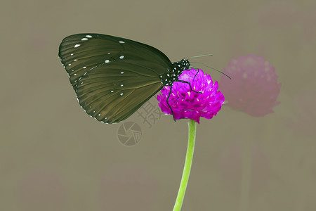 蝴蝶环境绿色生物棕色环保多样性生态植物昆虫背景图片