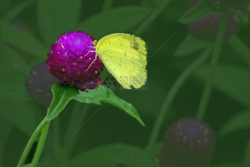蝴蝶环保植物生物绿色昆虫多样性环境棕色生态图片