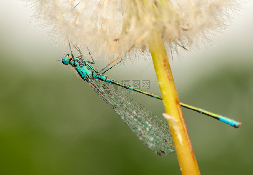 Ischnura 混凝土捕食者植物群蓝色宏观动物昆虫学眼睛翅膀脆弱性打猎图片
