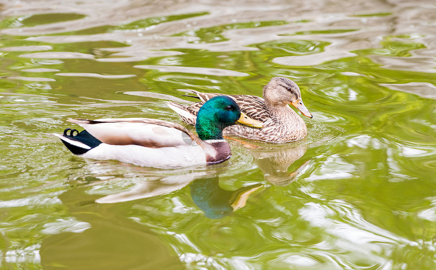 在湖中游泳的野鸭鸭子野生动物动物图片