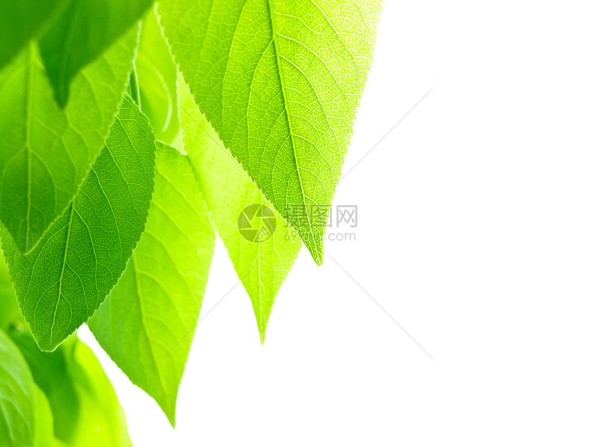 绿叶叶子标本馆植物环境绿色图片