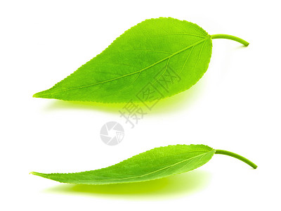绿叶绿色活力生态叶子植物群植物生长背景图片