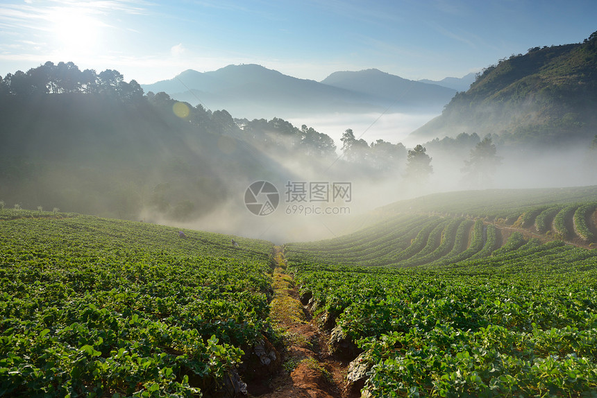 山地景观和草莓农场图片