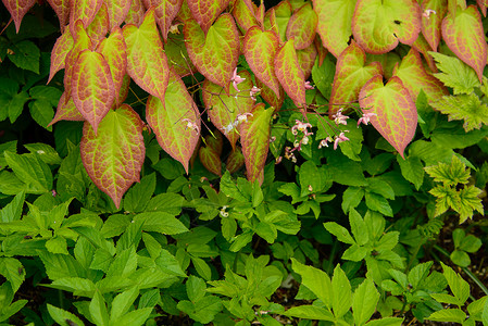 侵入性杂草法冠花园主教长老植物绿色红色高清图片