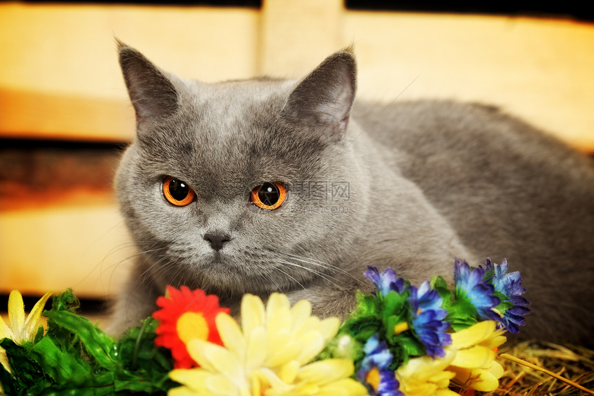 英国短毛猫干草女性家畜宠物橙子胡须生物小猫农场哺乳动物图片