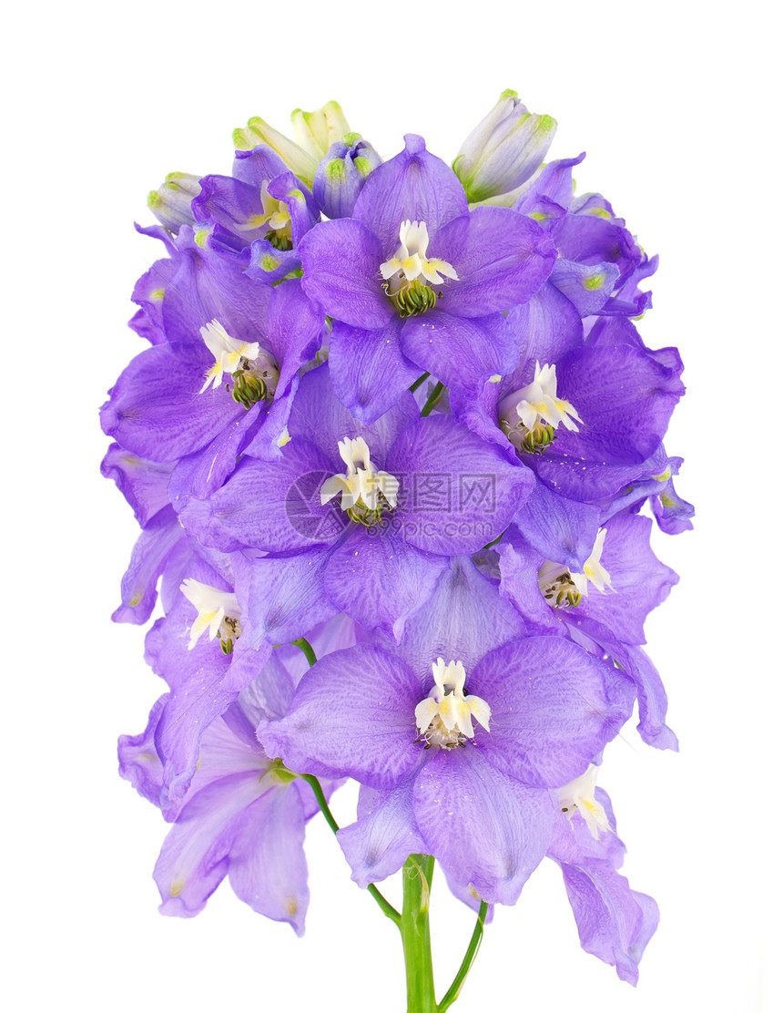 Violet 紫花筒花瓣绿色植物植被紫色蓝色墙纸花园图片