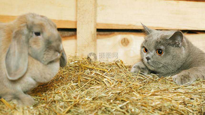 猫和兔子垂耳动物矮人宠物小猫胡须草棚村庄干草蓝色图片