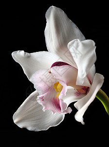 白兰花和粉红兰花粉色兰花紫红色热带植物背景图片