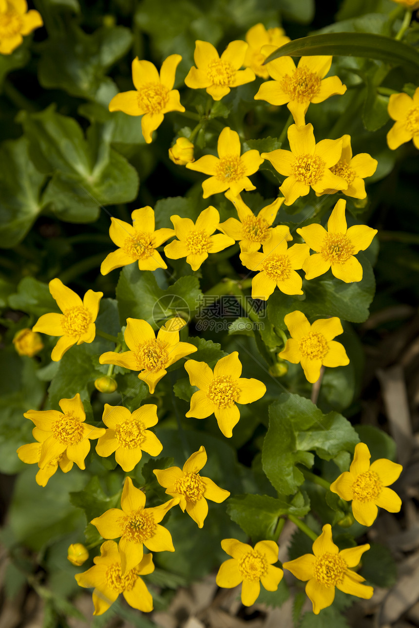 马什马里戈尔德宏观植物毛茛花序叶子花瓣黄色野花图片