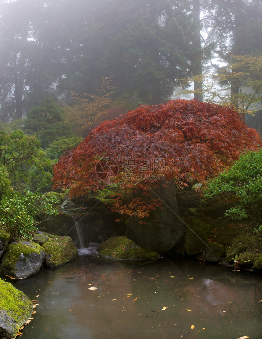 日本花园的瀑布上树丛图片