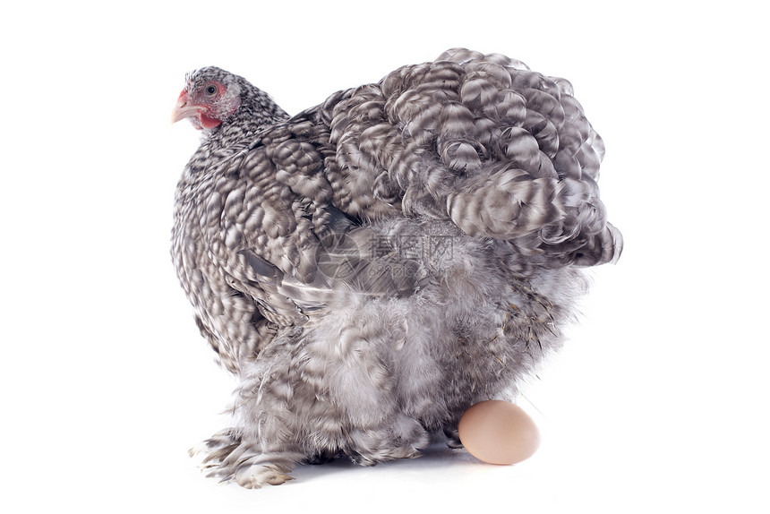 鸡养鸡小鸡宠物工作室乡村家禽灰色农场公鸡食物动物图片