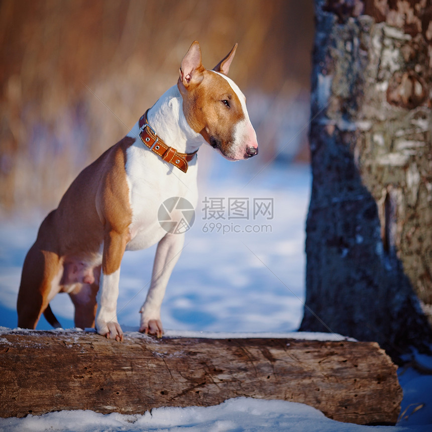 公牛在公园散步动物长椅勇气猎犬小狗英语棕色肌肉犬类毛皮图片