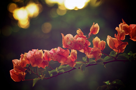粉色三角梅早午餐花朵高清图片