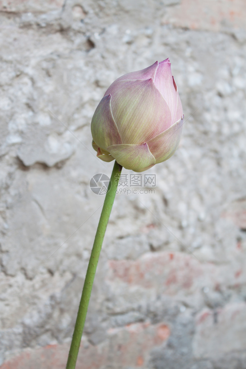 粉水百合花花图片