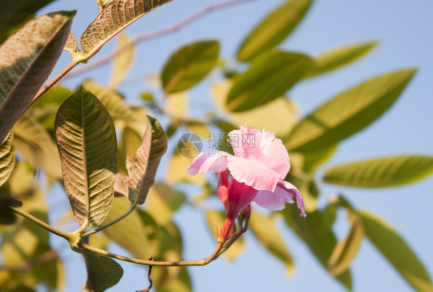 粉红玫瑰花瓣背景螺旋花园宏观边界登山者植物群叶子生活图片