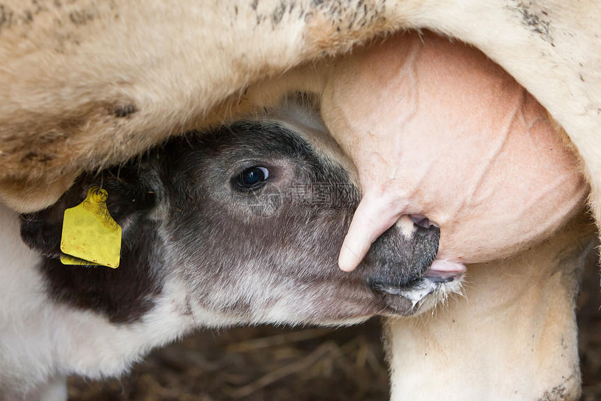 年轻小鹿饮料牛奶小牛库存牛肉家畜口渴产妇地平线婴儿奶制品护理图片