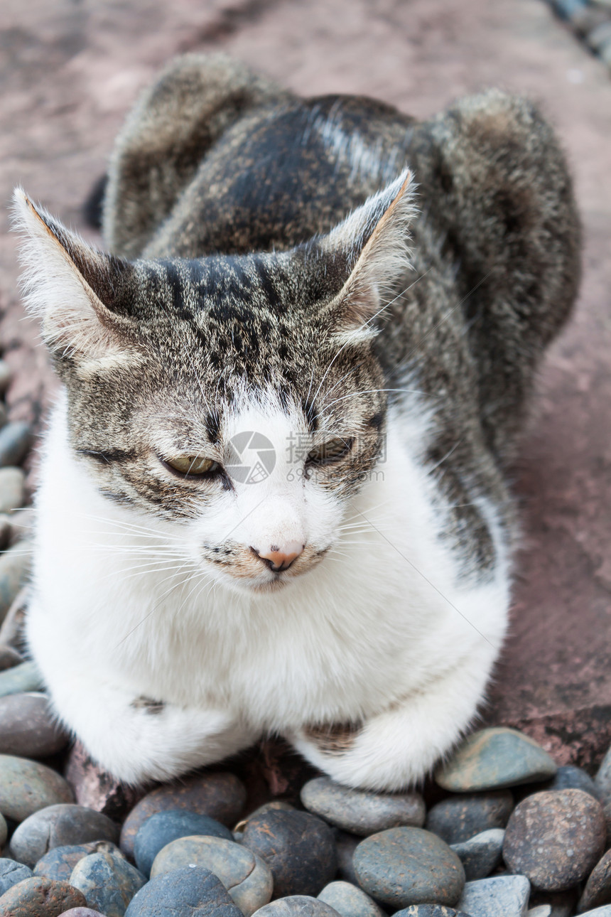 西亚猫咪放松休息猫科动物水平眼睛哺乳动物灰色条纹动物乐趣毛皮图片