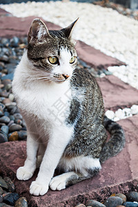 石头上猫家花园的石头上坐着西亚马猫背景