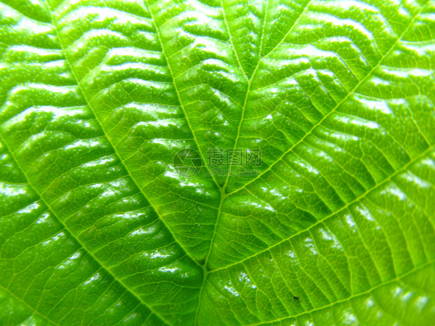 绿叶静脉宏观叶子植物群图片