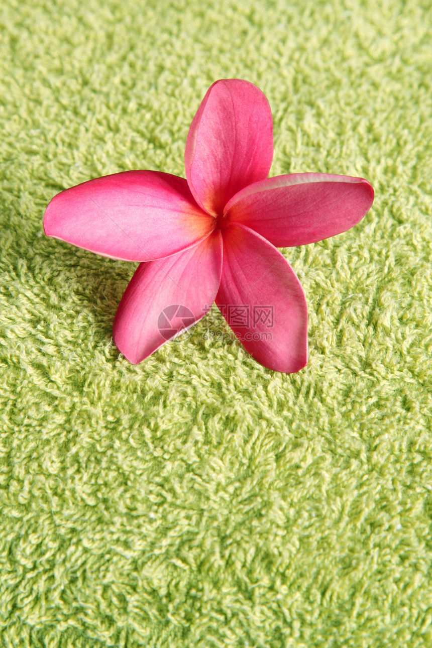 穿绿毛巾的弗朗吉帕尼热带花瓣绿色织物粉色植物群图片