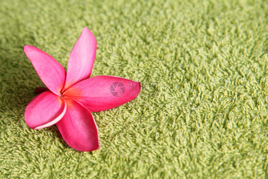 穿绿毛巾的弗朗吉帕尼热带花瓣织物绿色粉色植物群图片